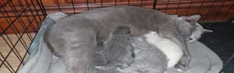 British Shorthair cats for sale: British shorthair kittens for sale in Camberley - Advert 5