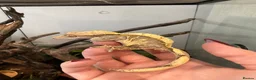 Gecko reptiles for sale: Two Female Crested Geckos + Setup in Widnes - Advert 2
