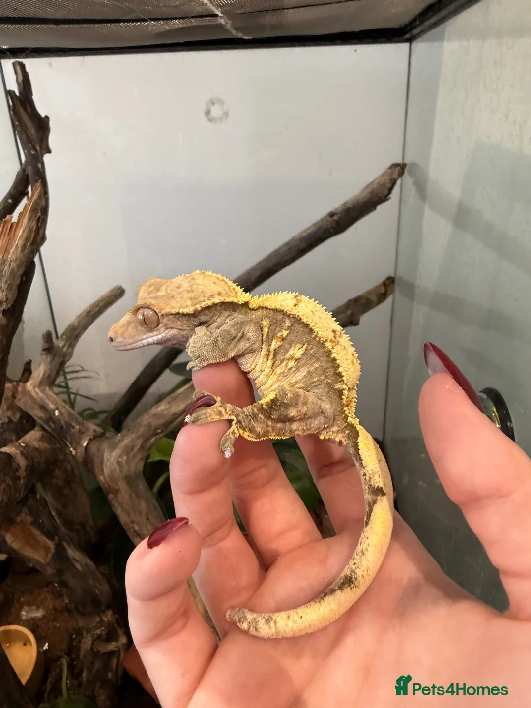 Gecko reptiles for sale: Two Female Crested Geckos + Setup in Widnes - Advert 2