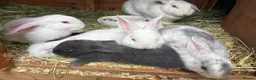 Mixed Breed rabbits for sale: 4 beautiful rabbits for sale  - Advert 3