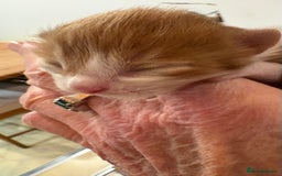 Maine Coon cats for sale: Maine Coon cuties - Advert 7