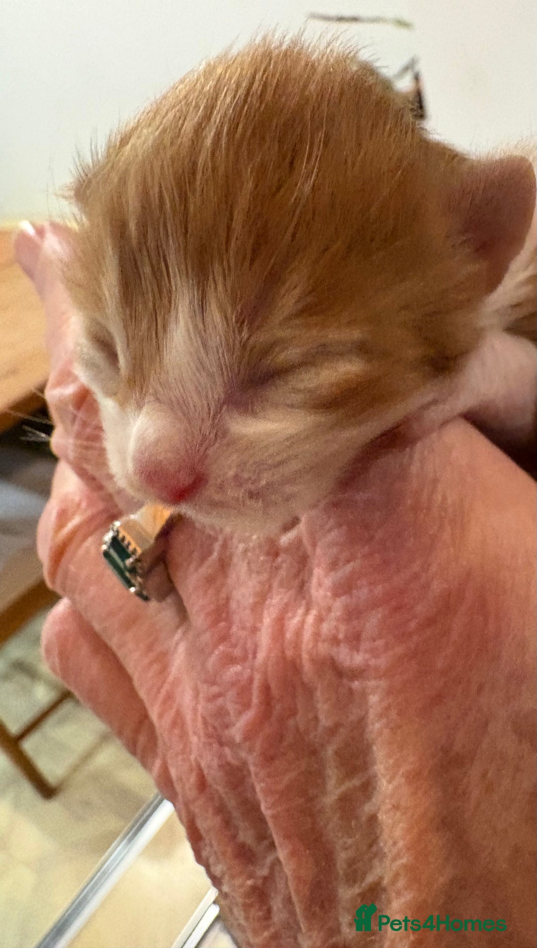 Maine Coon cats for sale: Maine Coon cuties - Advert 7