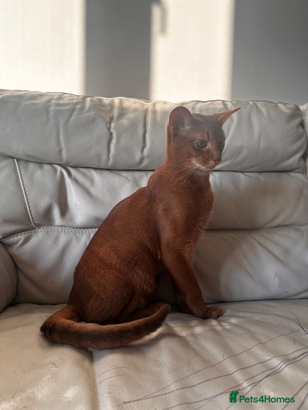 Abyssinian cats for sale: 🥰Active TICA registered Abyssinian male 🐈‍⬛  - Advert 4
