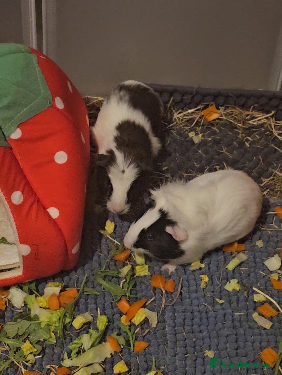 Guinea Pig rodents 2 male guinea pigs  - Advert 2