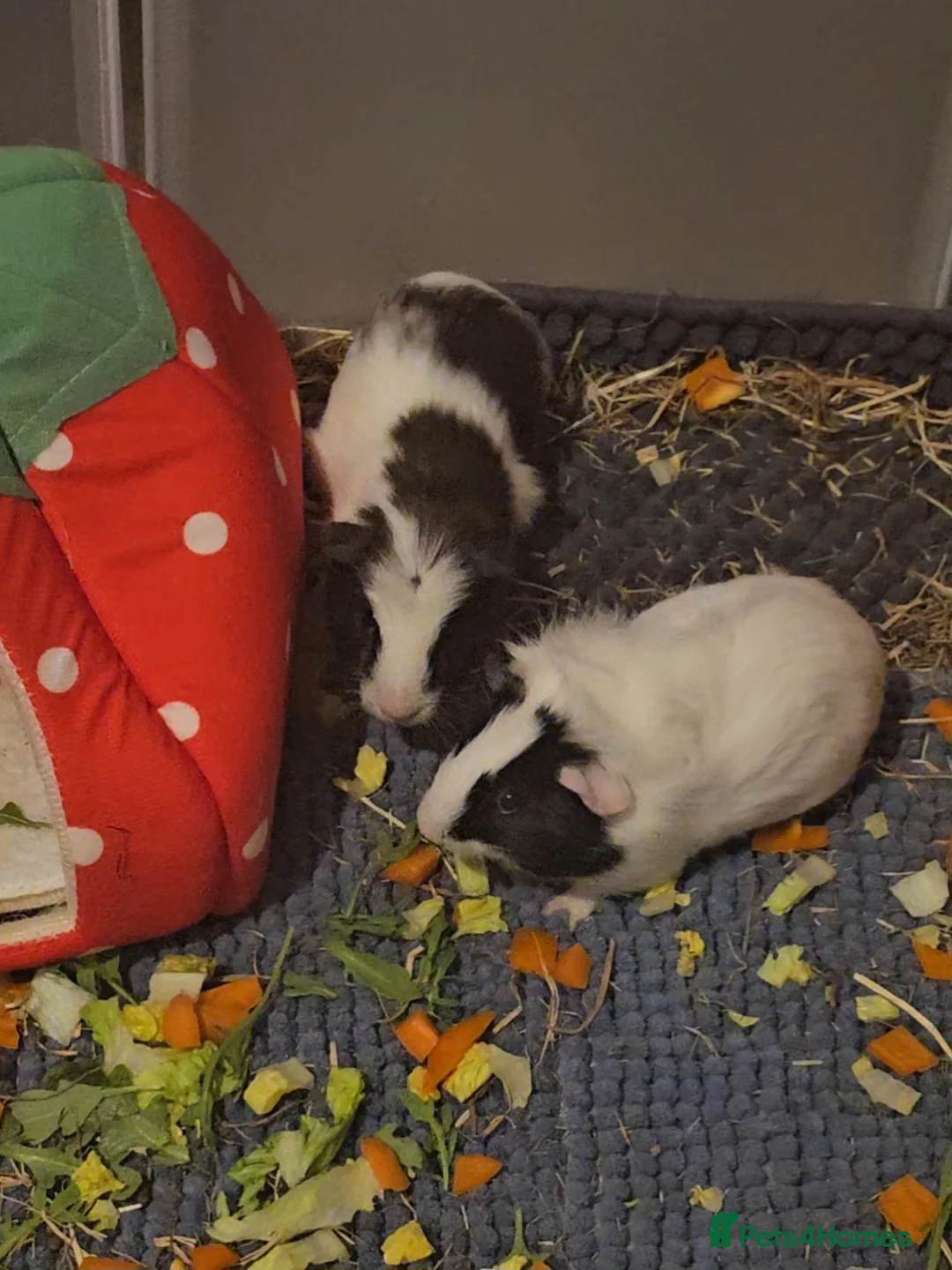 Guinea Pig rodents for sale: 2 male guinea pigs  in Liverpool - Advert 1