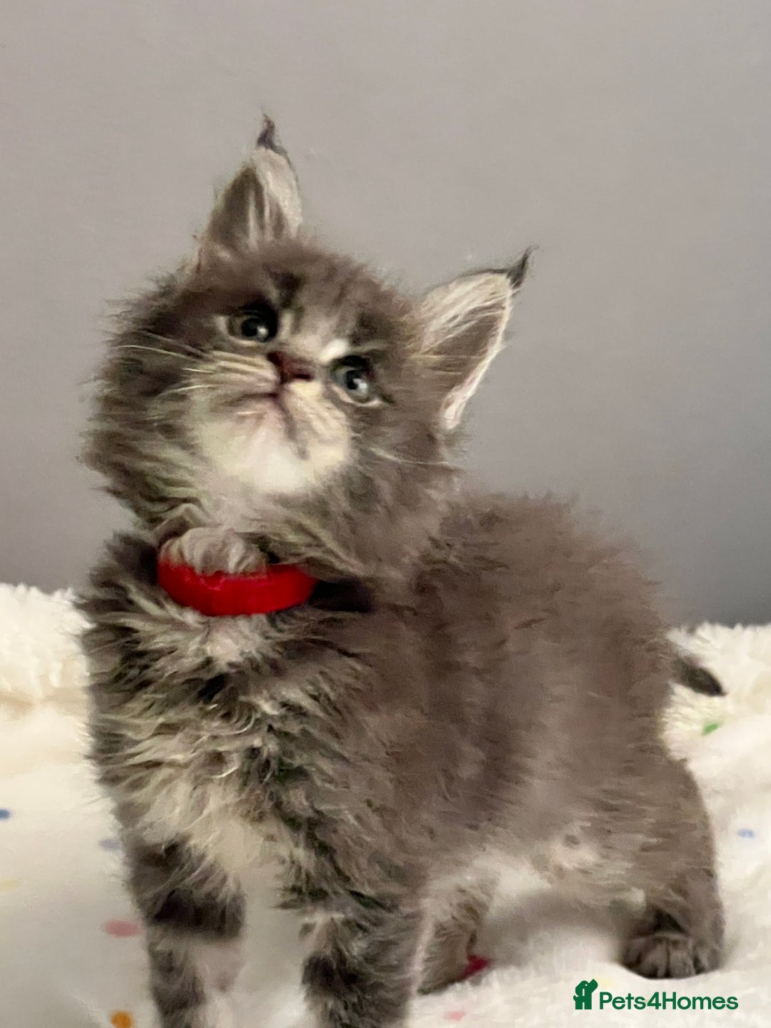 Maine Coon cats for sale: 6 Maine Coon kittens blue colour - Advert 7