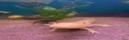 Axolotl reptiles for sale: 3 axolotls and tank for sale  in Manchester - Advert 3
