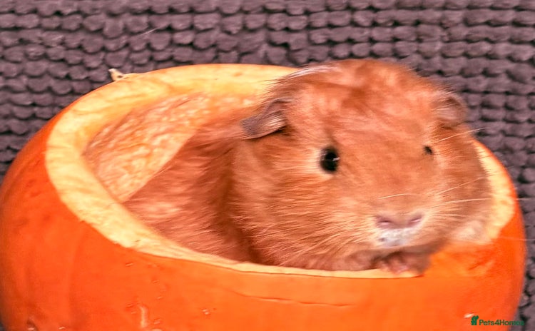Guinea Pig rodents - Advert 3
