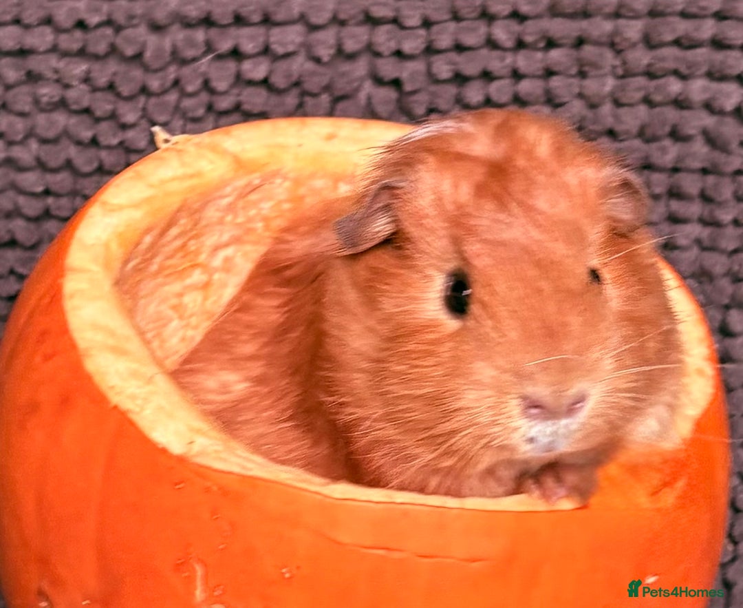 Guinea Pig rodents for sale: Guinea pigs  - Image 1