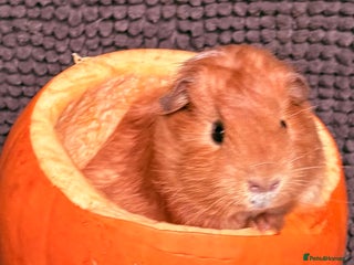 Guinea Pig rodents - Advert 4