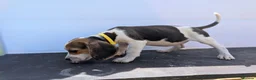 Beagle dogs for sale: READY NOW! Gorgeous beagle pups - Advert 6