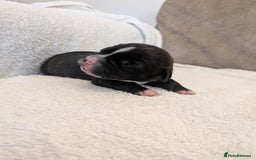 Mixed Breed dogs for sale: Cockerbull puppies  - Image 30