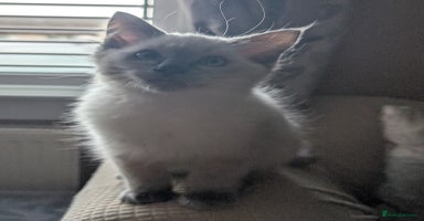 Ragdoll cats - Advert 5