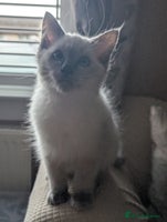Ragdoll cats - Advert 9