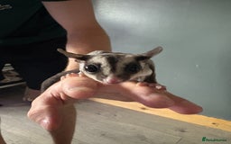 Sugar Glider rodents for sale: 2 baby sugar gliders "twins"  - Image 1