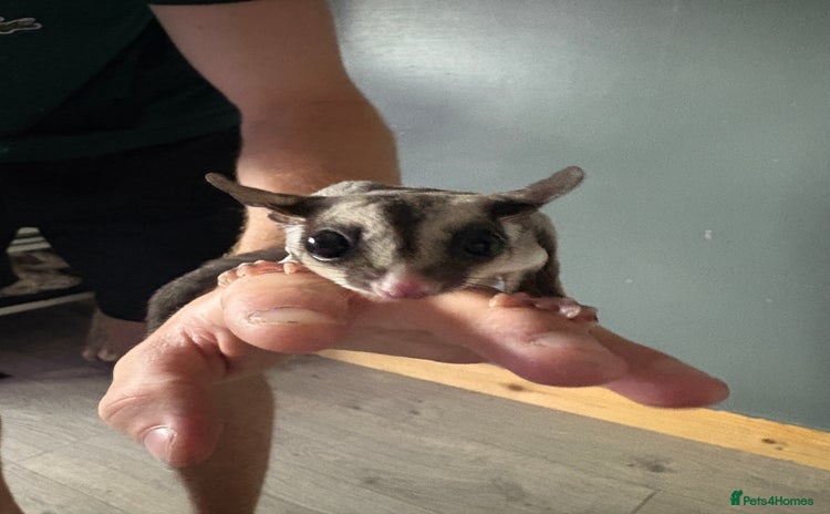 Sugar Glider rodents - Advert 1