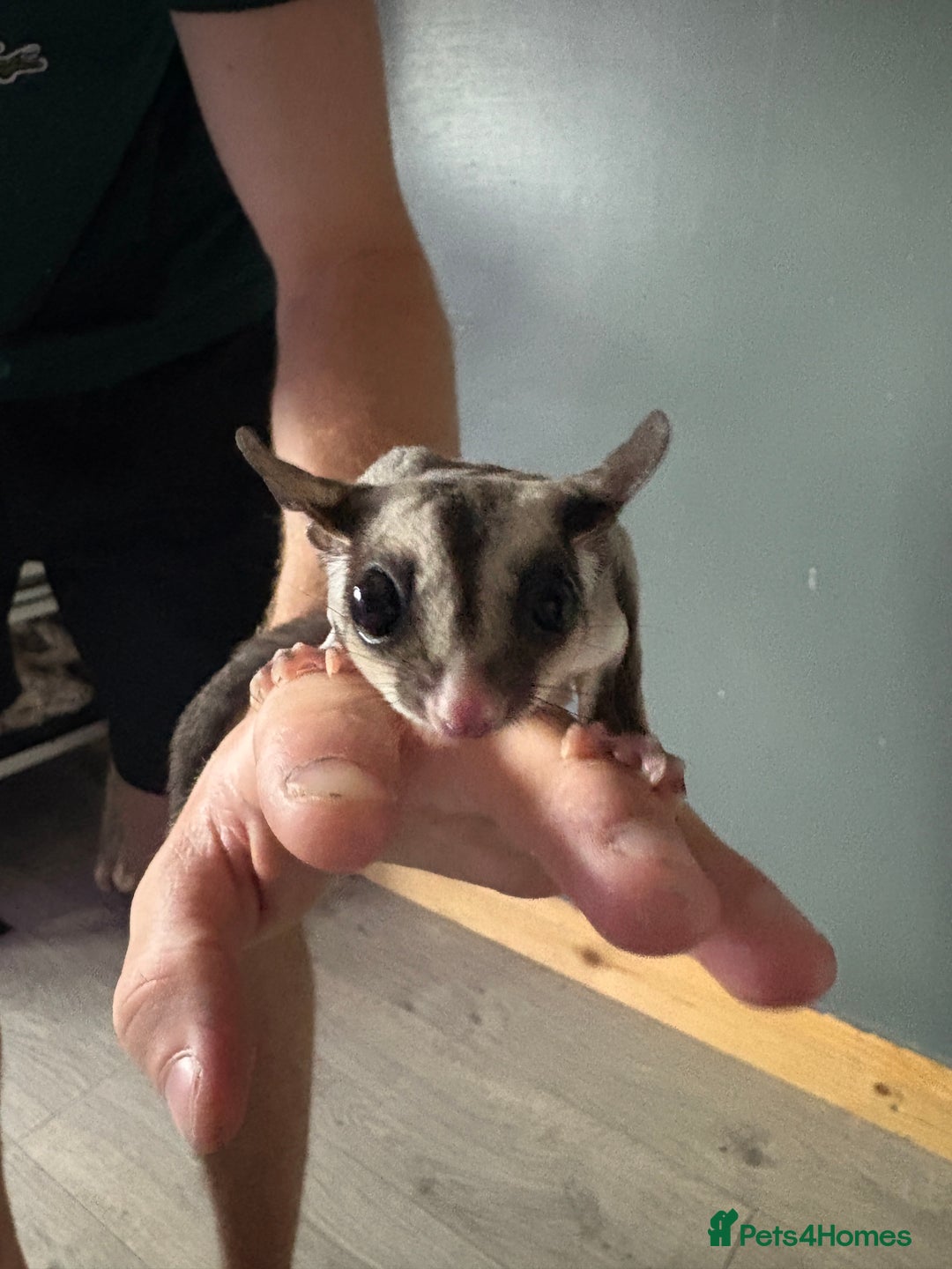 Sugar Glider rodents for sale: 2 baby sugar gliders "twins"  - Image 1