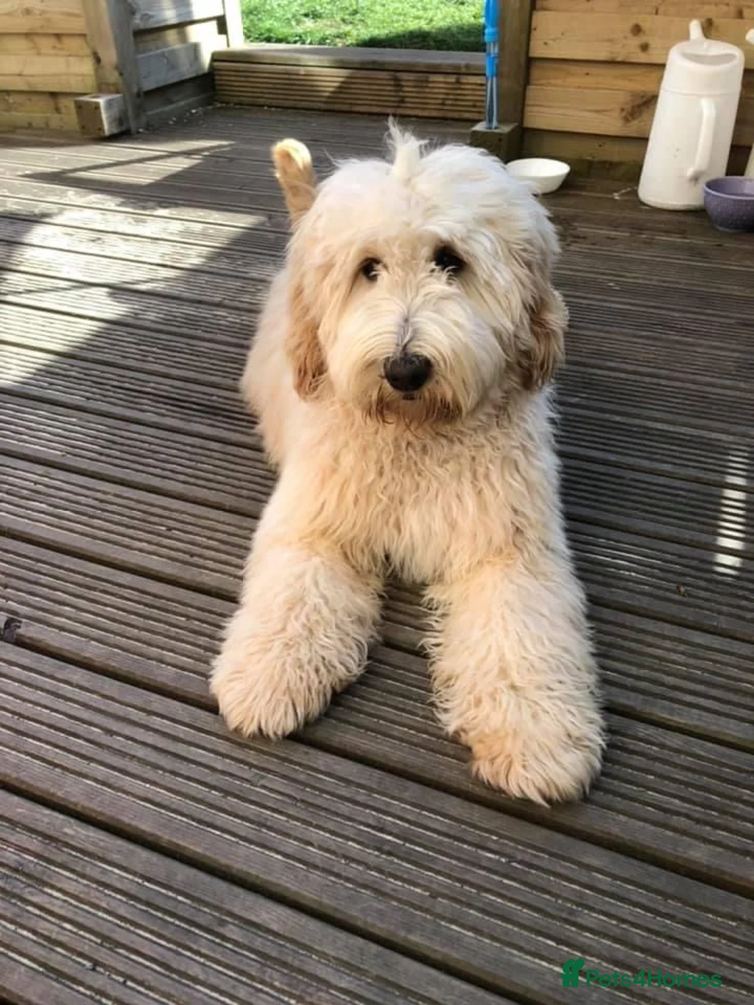 Goldendoodle dogs for sale: Multigenerational Doodles Licensed Tested Boys - Advert 17