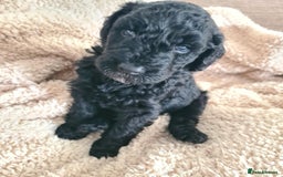 Labradoodle dogs for sale: Rare Roan Ebony Tiny/Mini Labradoodlese Puppies  - Image 35