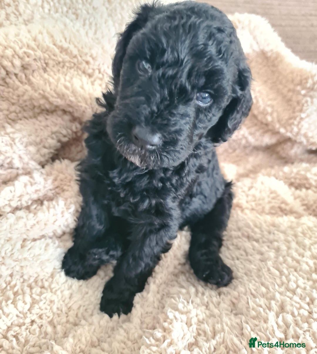 Labradoodle dogs for sale: Rare Roan Ebony Tiny/Mini Labradoodlese Puppies  - Image 35