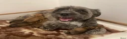 Mixed Breed dogs for sale: Last male Border/Cairn Terriers - Advert 11