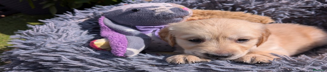 Golden Retriever Puppy 4 "Bourban Jaffa Cake"