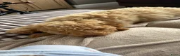 Cockapoo dogs for sale: Beautiful cockapoo 4 in Blackpool - Advert 2