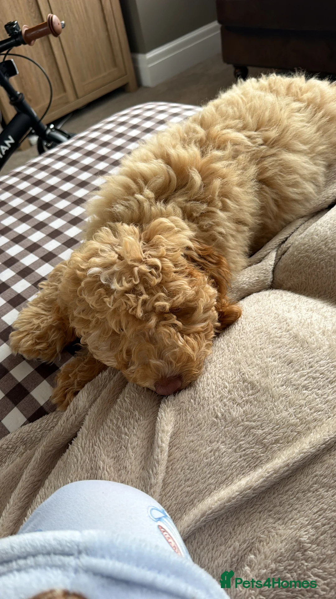 Cockapoo dogs for sale: Beautiful cockapoo 4 in Blackpool - Advert 2