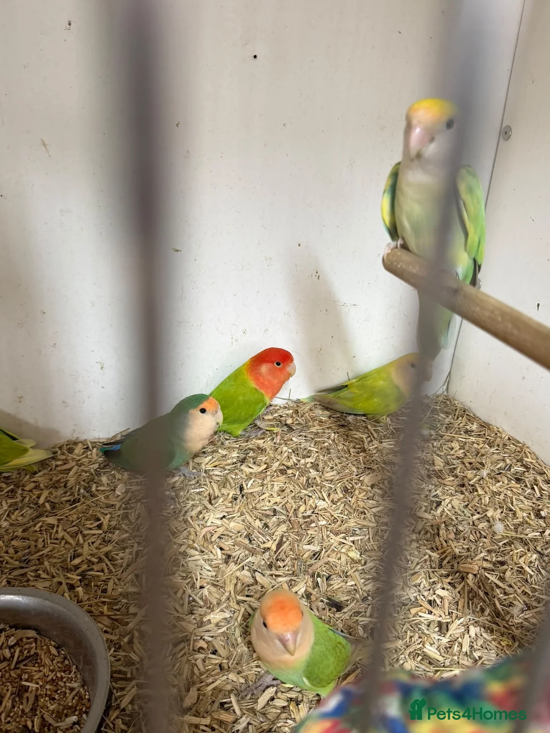 Lovebirds birds for sale: Peach faced lovebirds - Advert 4