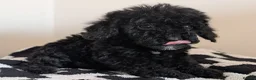 Cavapoochon dogs for sale: Extensively Tested Cavapoochons Fully Vaccinated  - Advert 34