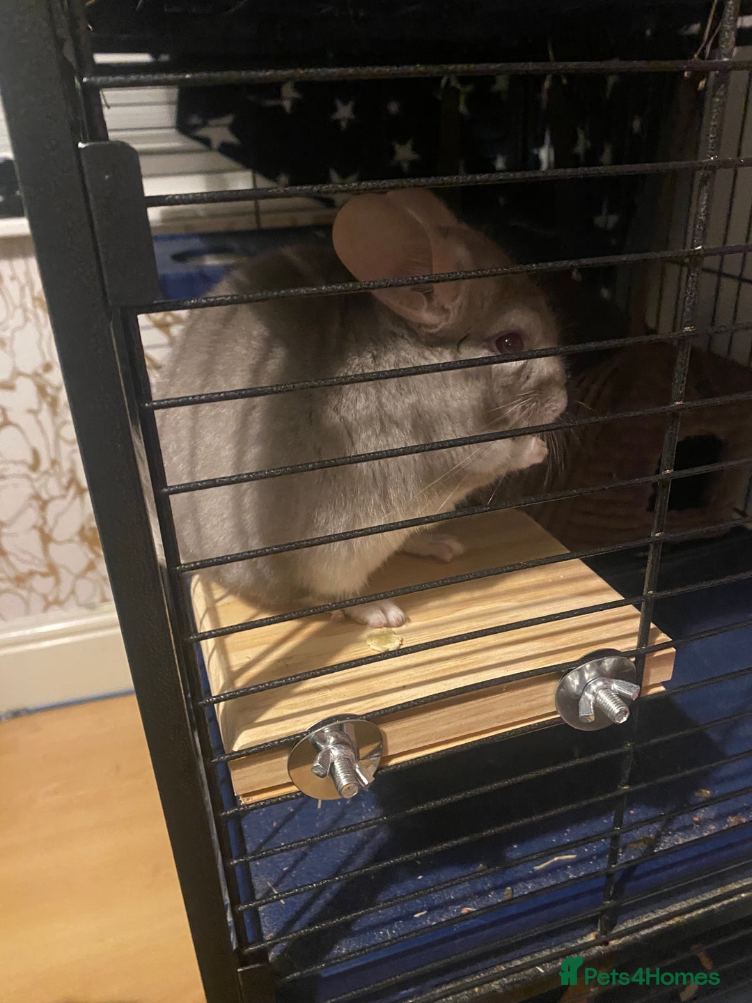 Chinchilla rodents for sale: Chinchilla for sale  - Image 4