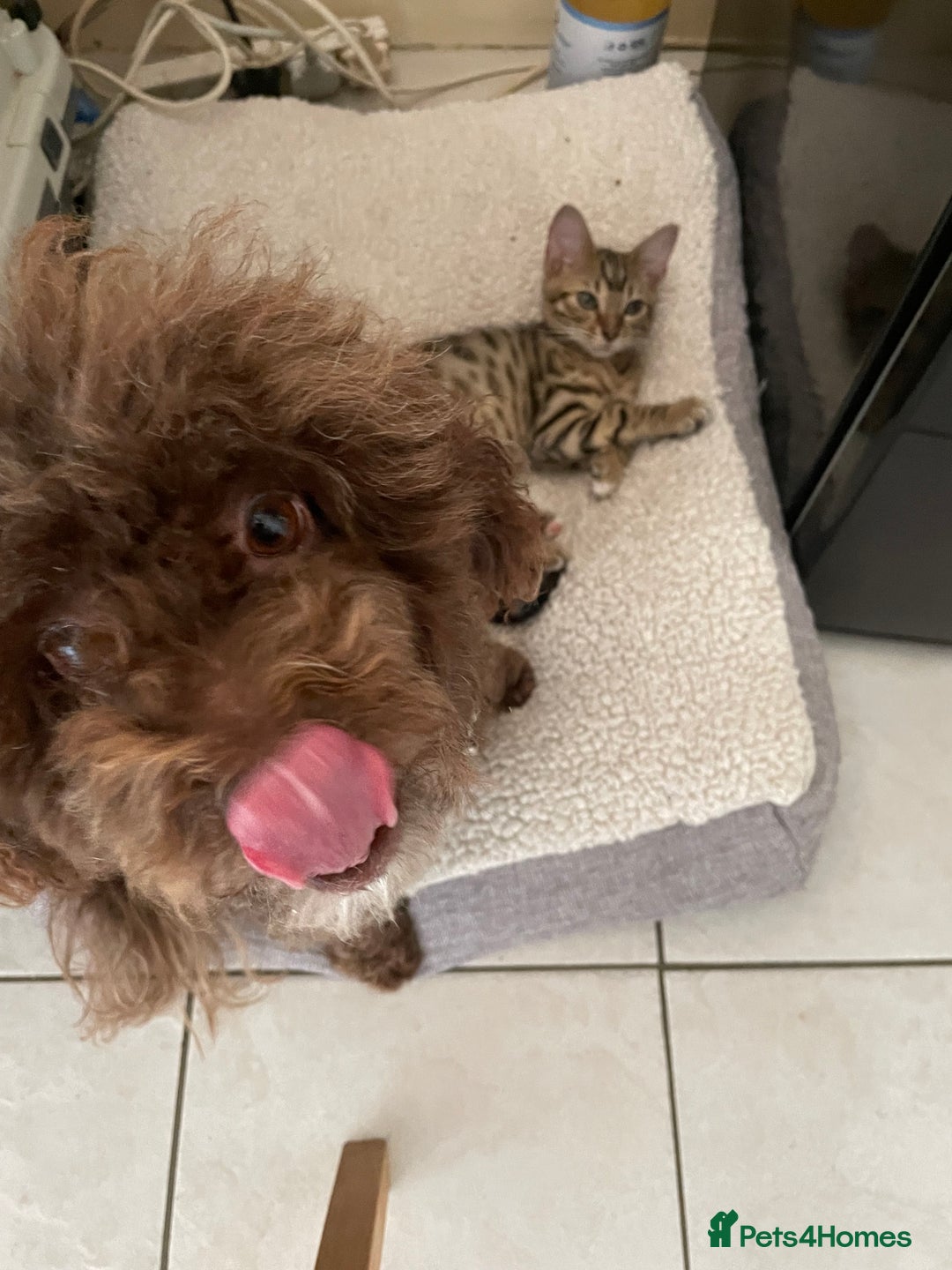 Miniature Poodle dogs for sale: Gorgeous Miniature Poodle puppies  - Advert 5