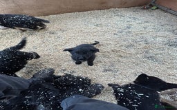 German Shepherd dogs for sale: German shepherd puppies  - Advert 27