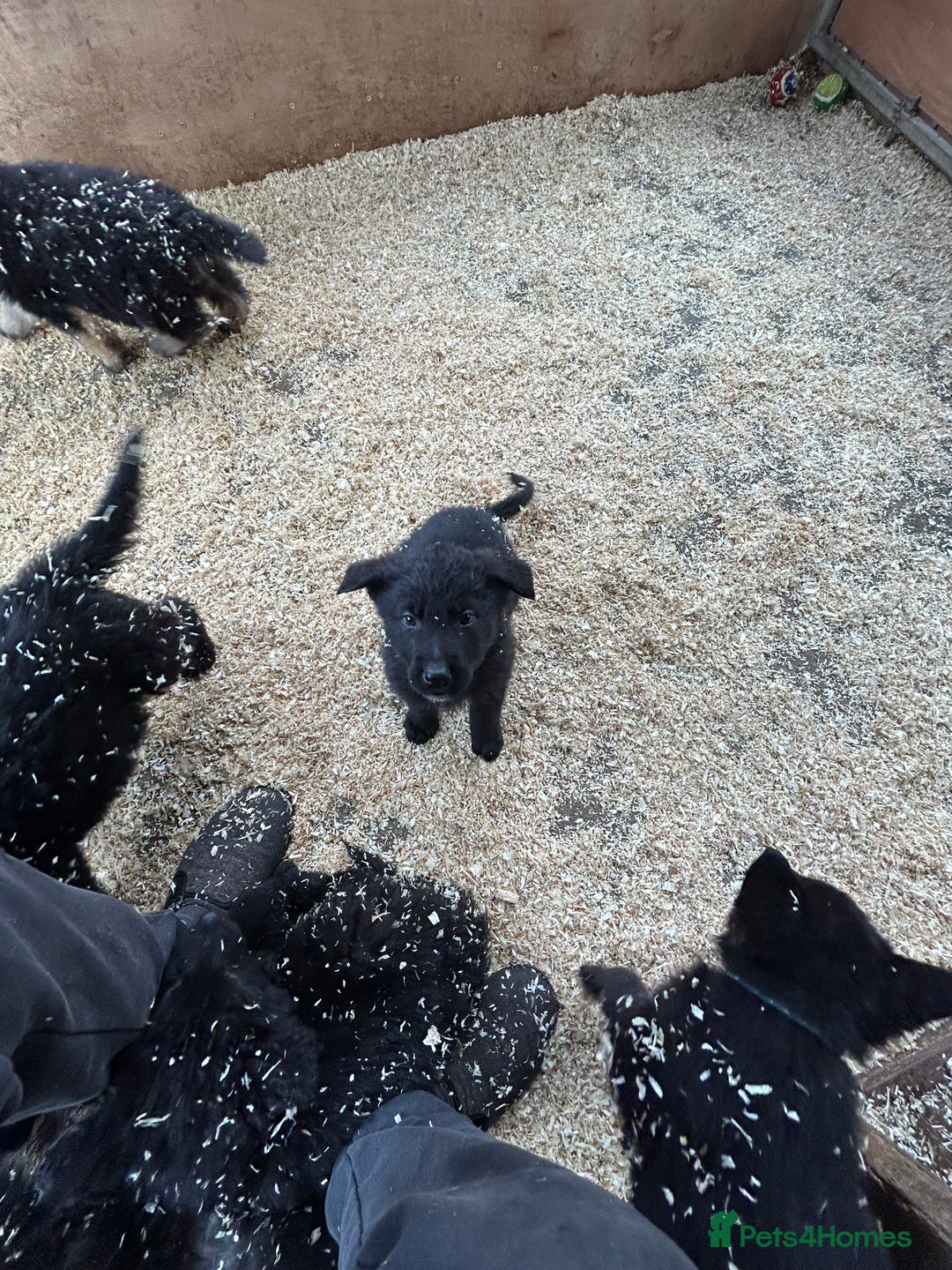 German Shepherd dogs for sale: German shepherd puppies  - Advert 27