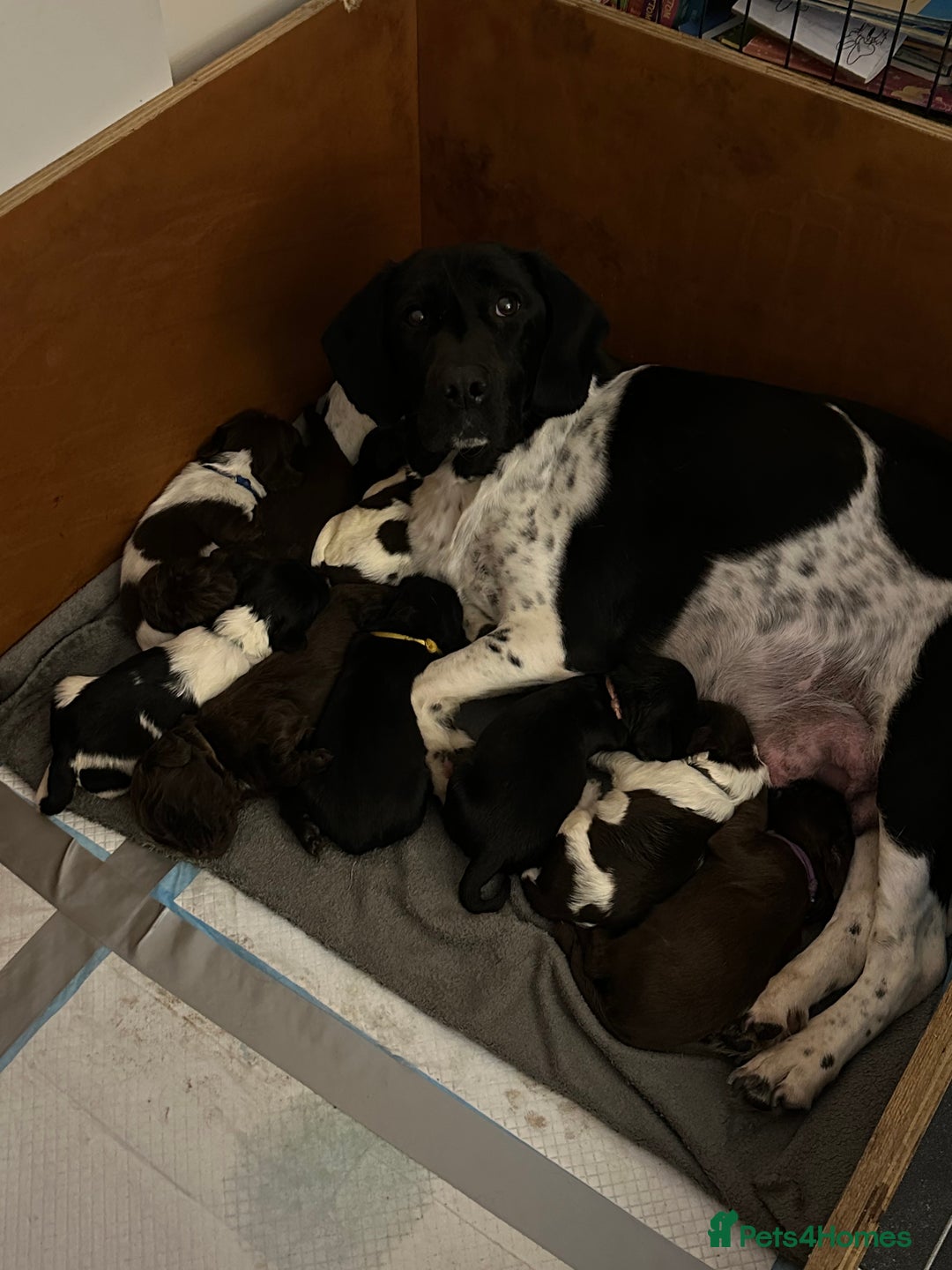 Mixed Breed dogs for sale: Sprockerdor bitch pup *READY NOW* - Advert 5