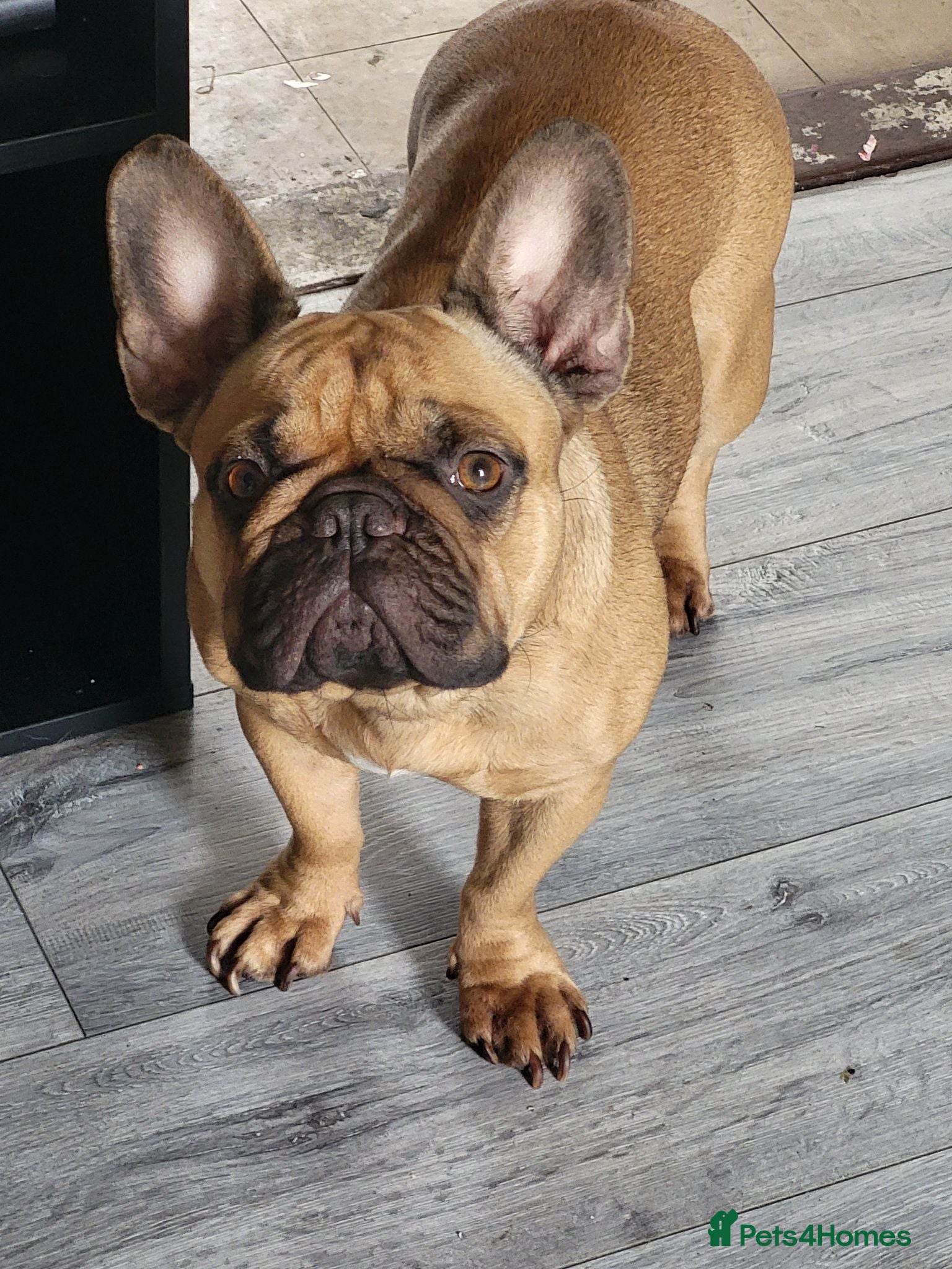 French Bulldog dogs Miss kora - Advert 1