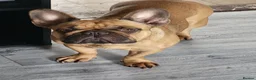 French Bulldog dogs for sale: Miss kora - Advert 1