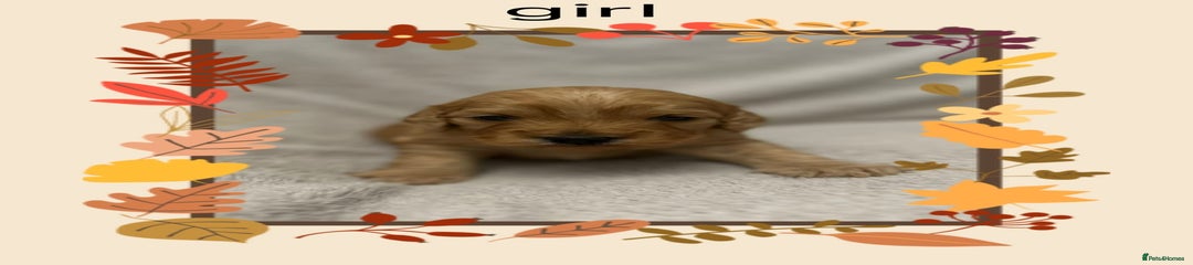 Cockapoo Puppy 7