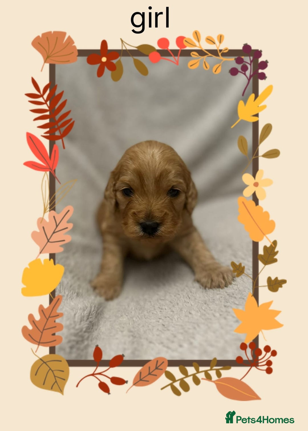 Cockapoo dogs for sale: Quality F1 Cockapoos  - Image 7
