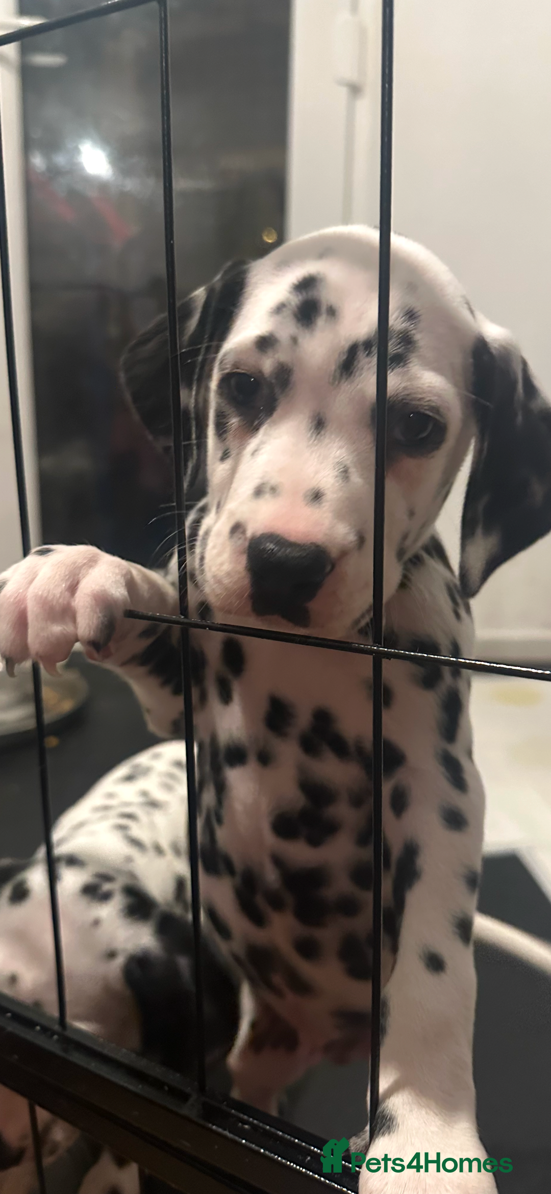 Dalmatian dogs for sale: Dalmatian 1 boy 2 girls  - Advert 10