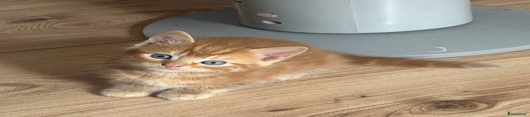 Domestic Kitten 3