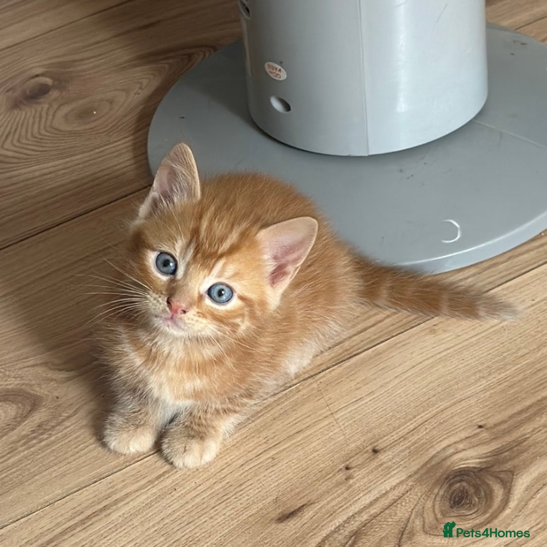Domestic Shorthair cats for sale: Adorable fluffy kittens for sale!! - Image 9