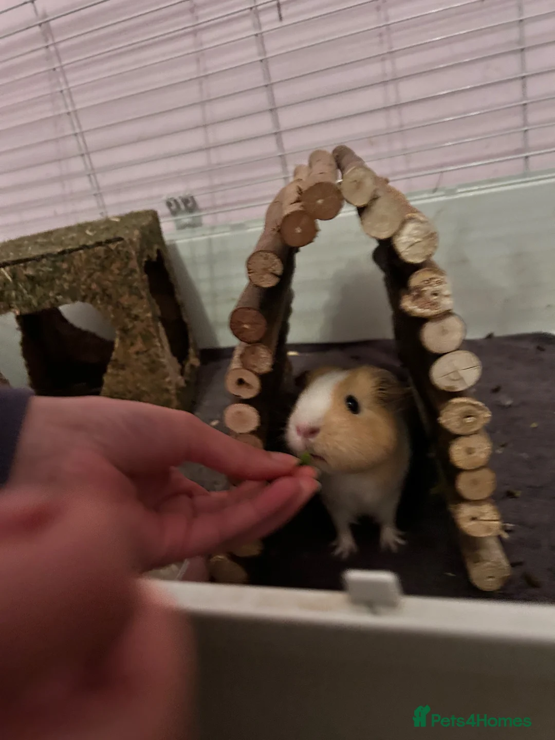 Guinea Pig rodents for sale: 2x adorable female guinea pigs  - Advert 2