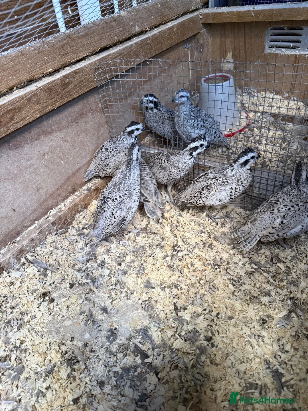 Quail poultry for sale: Snowflake quail in Gloucester - Advert 1