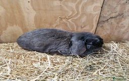 Mini Lop rabbits for sale: Mini Lop female rabbit  in Andover - Image 2