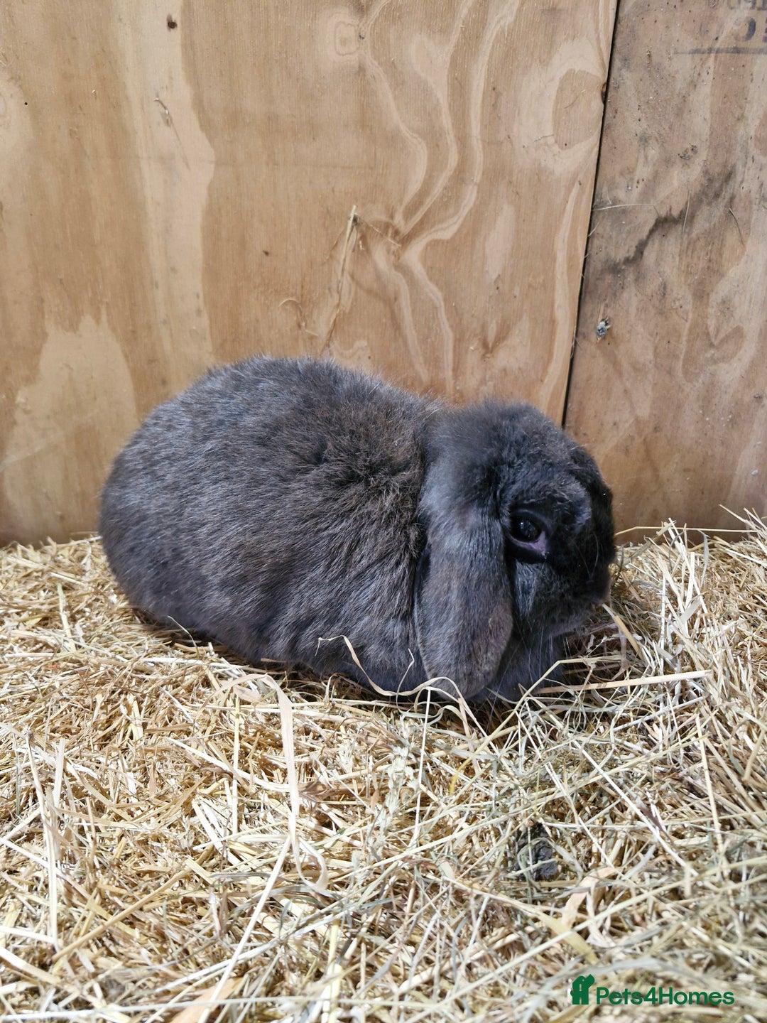 Mini Lop rabbits for sale: Mini Lop female rabbit  in Andover - Image 2
