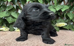 Cocker Spaniel dogs for sale: Last beautiful boy ! import line show cockers - Image 15