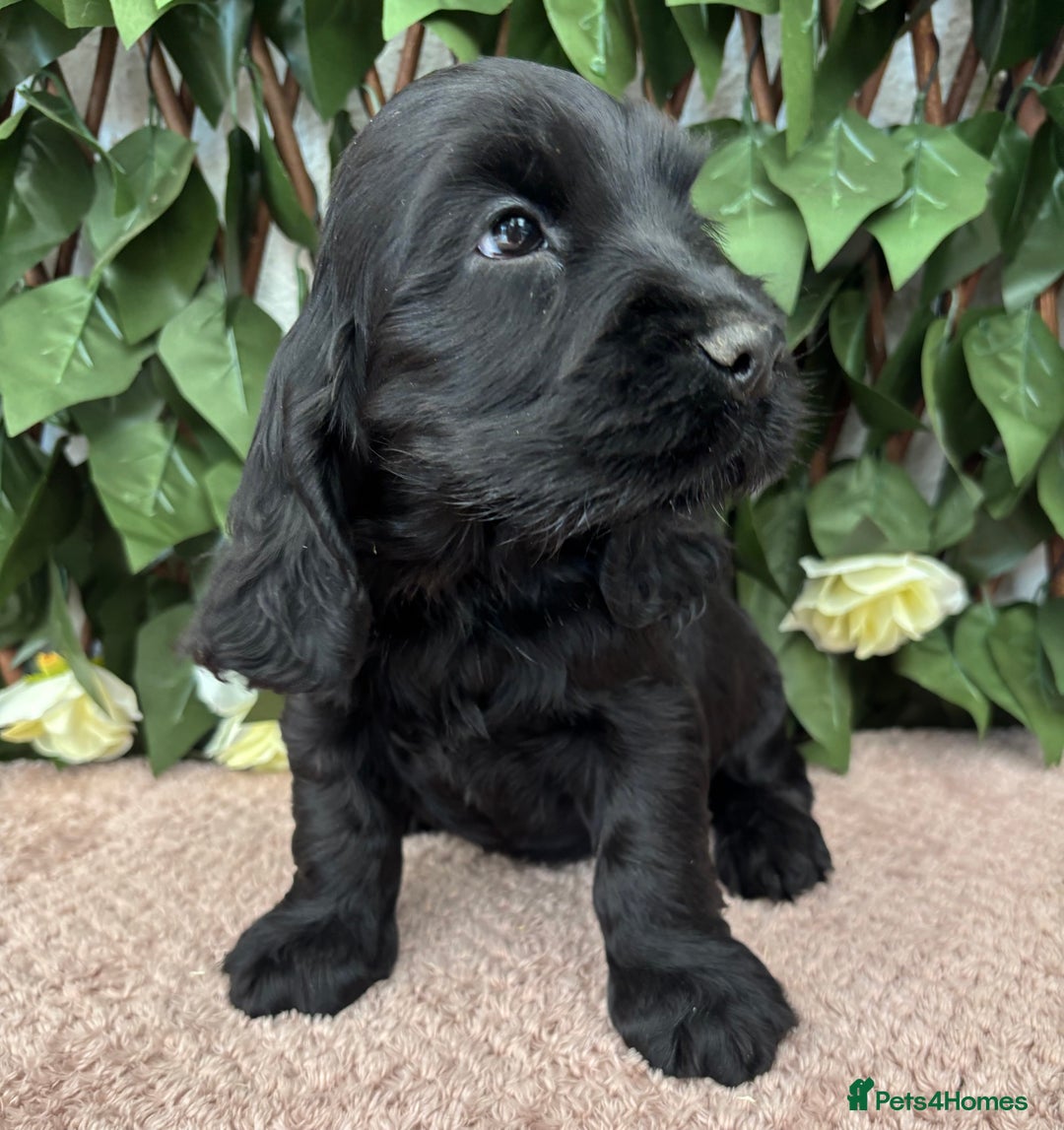 Cocker Spaniel dogs for sale: Last beautiful boy ! import line show cockers - Image 15