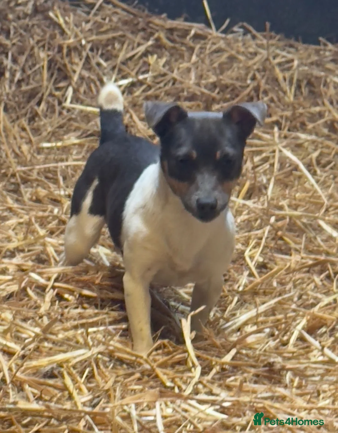 Jack Russell dogs for sale: Stunning Miniature Jack Russell Puppies  - Advert 11