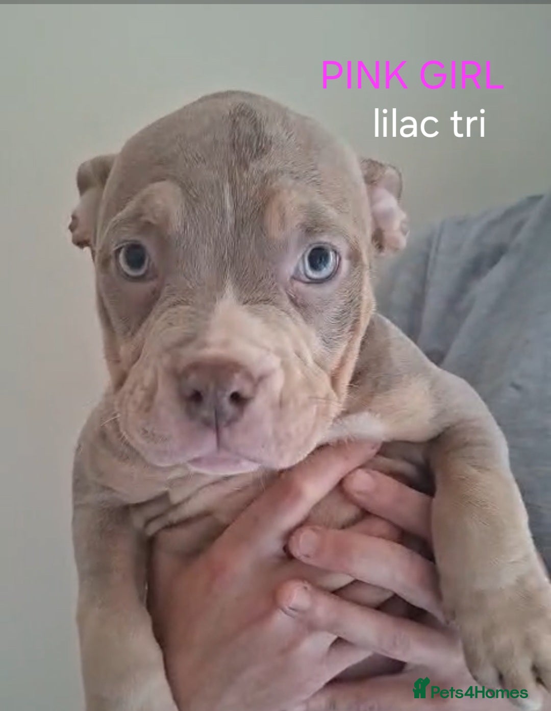 American Bulldog dogs for sale: Pocket bullie pups  - Image 5